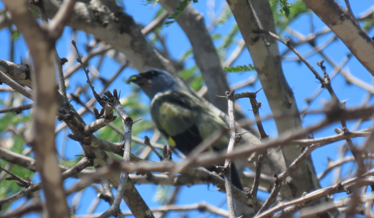 Blue-gray Tanager - ML611236450