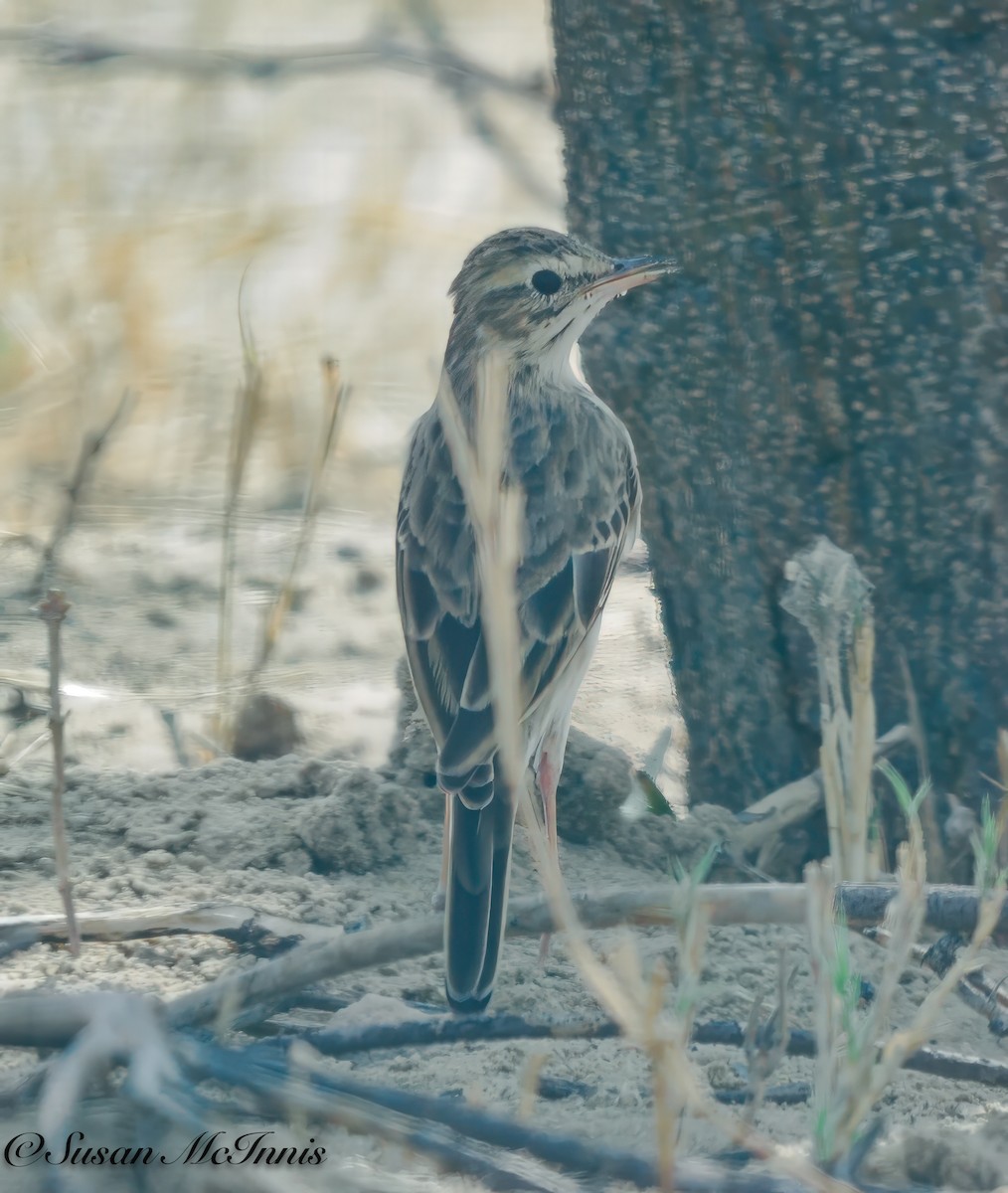 African Pipit - ML611236463