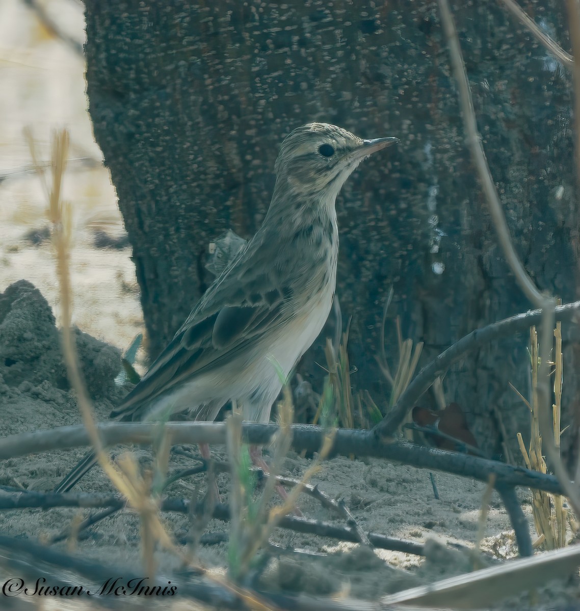 African Pipit - ML611236523