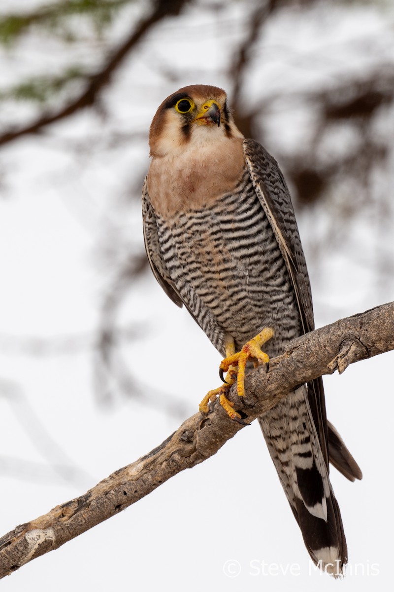 Red-necked Falcon (African) - ML611236683