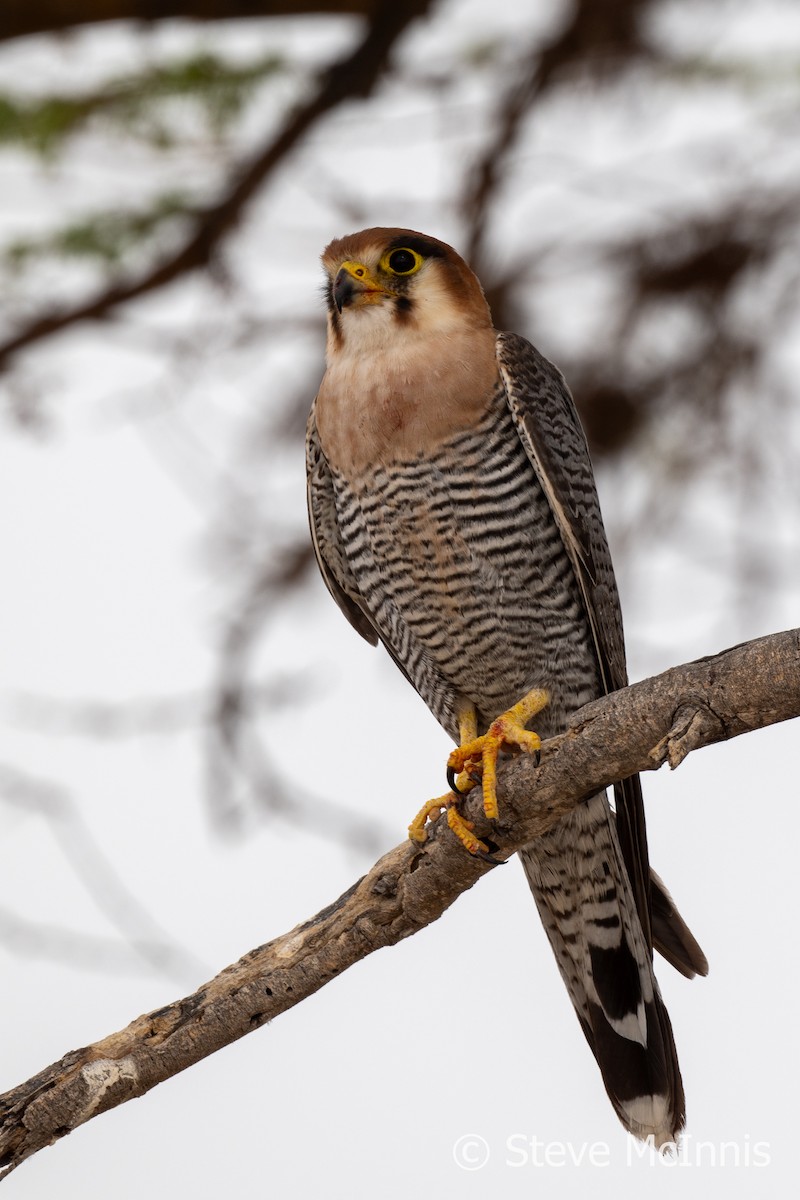 Red-necked Falcon (African) - ML611236684
