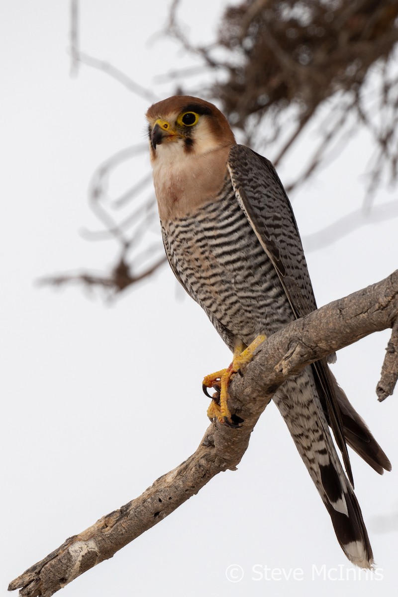 Red-necked Falcon (African) - ML611236685