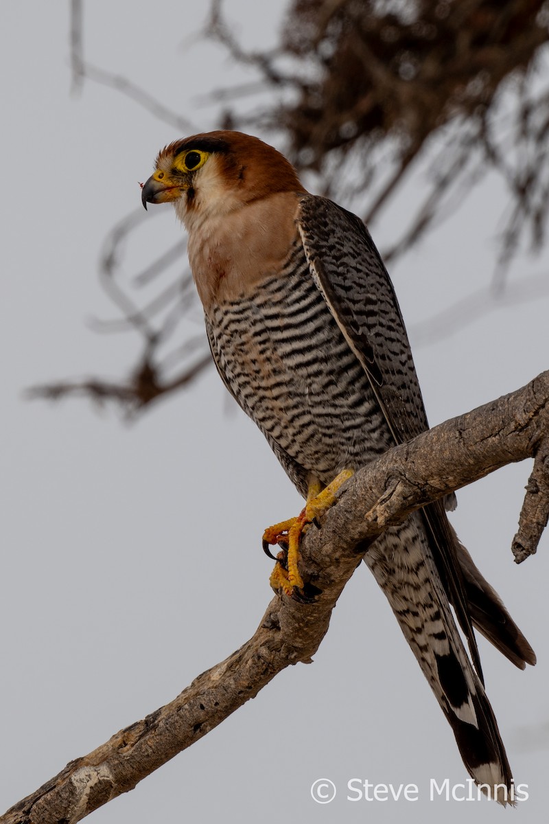 Red-necked Falcon (African) - ML611236686
