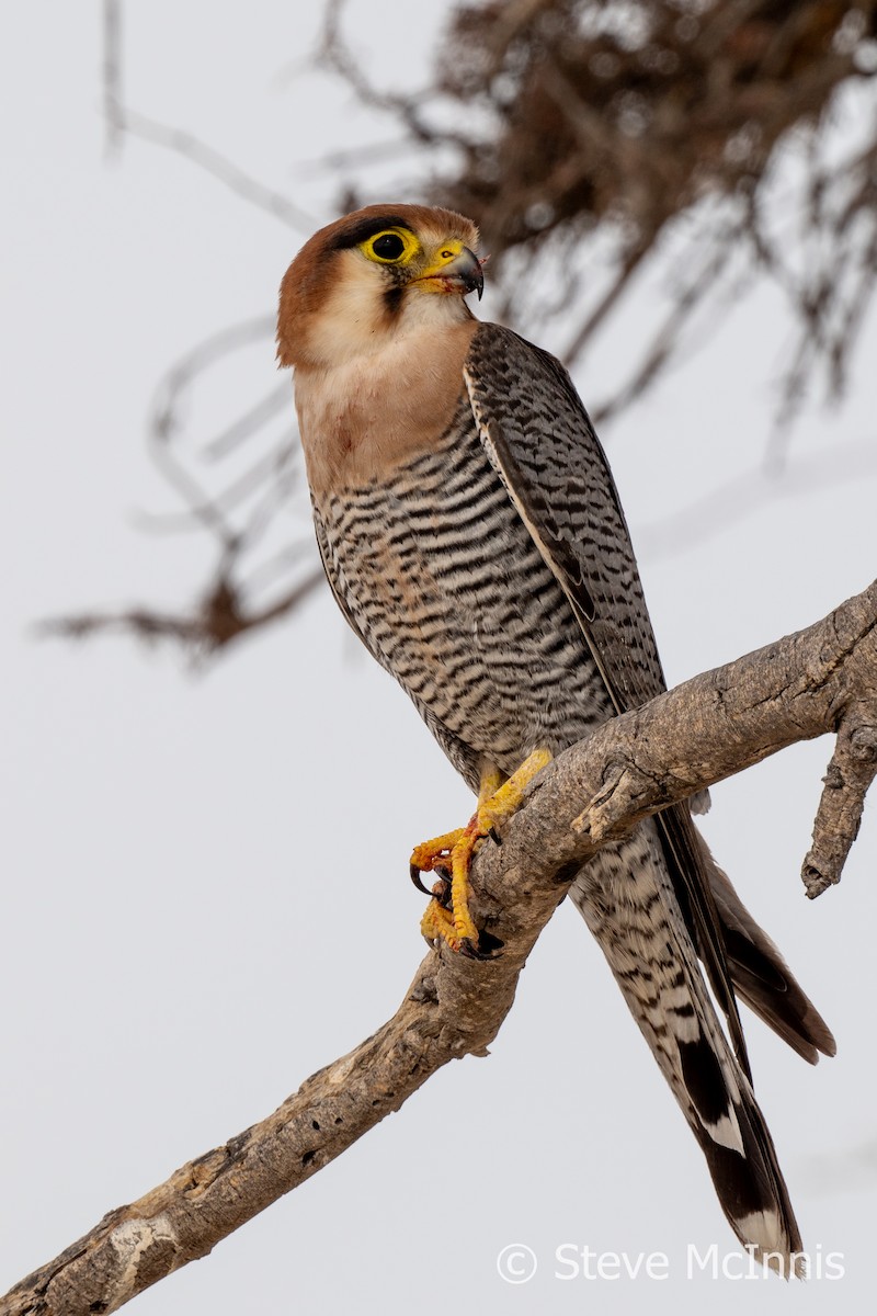 Red-necked Falcon (African) - ML611236687