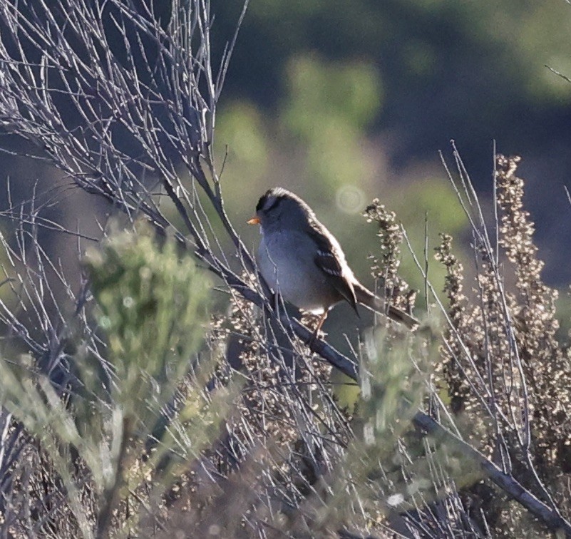 White-crowned Sparrow - ML611236820