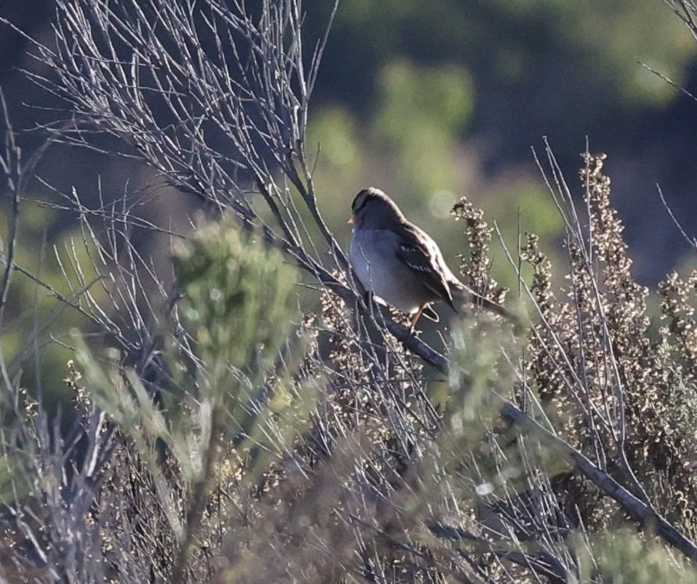 White-crowned Sparrow - ML611236824
