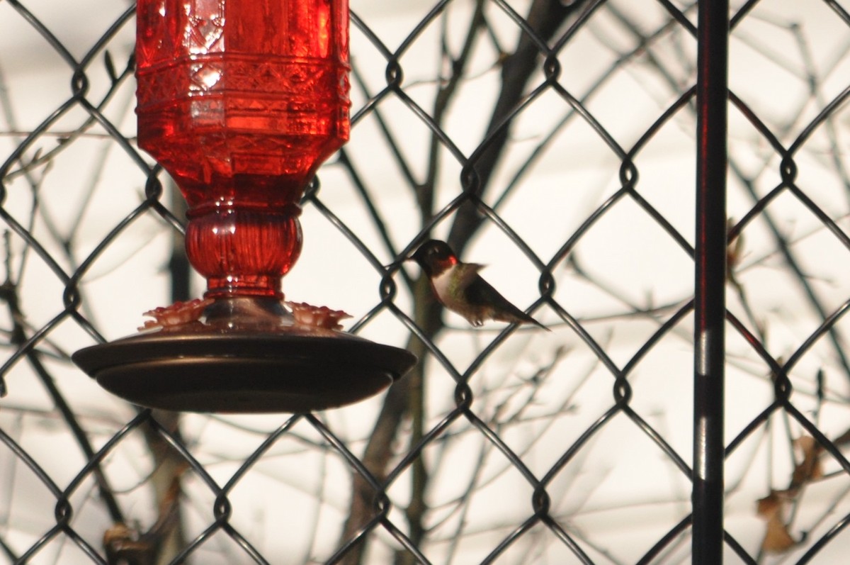 Ruby-throated Hummingbird - ML611237717