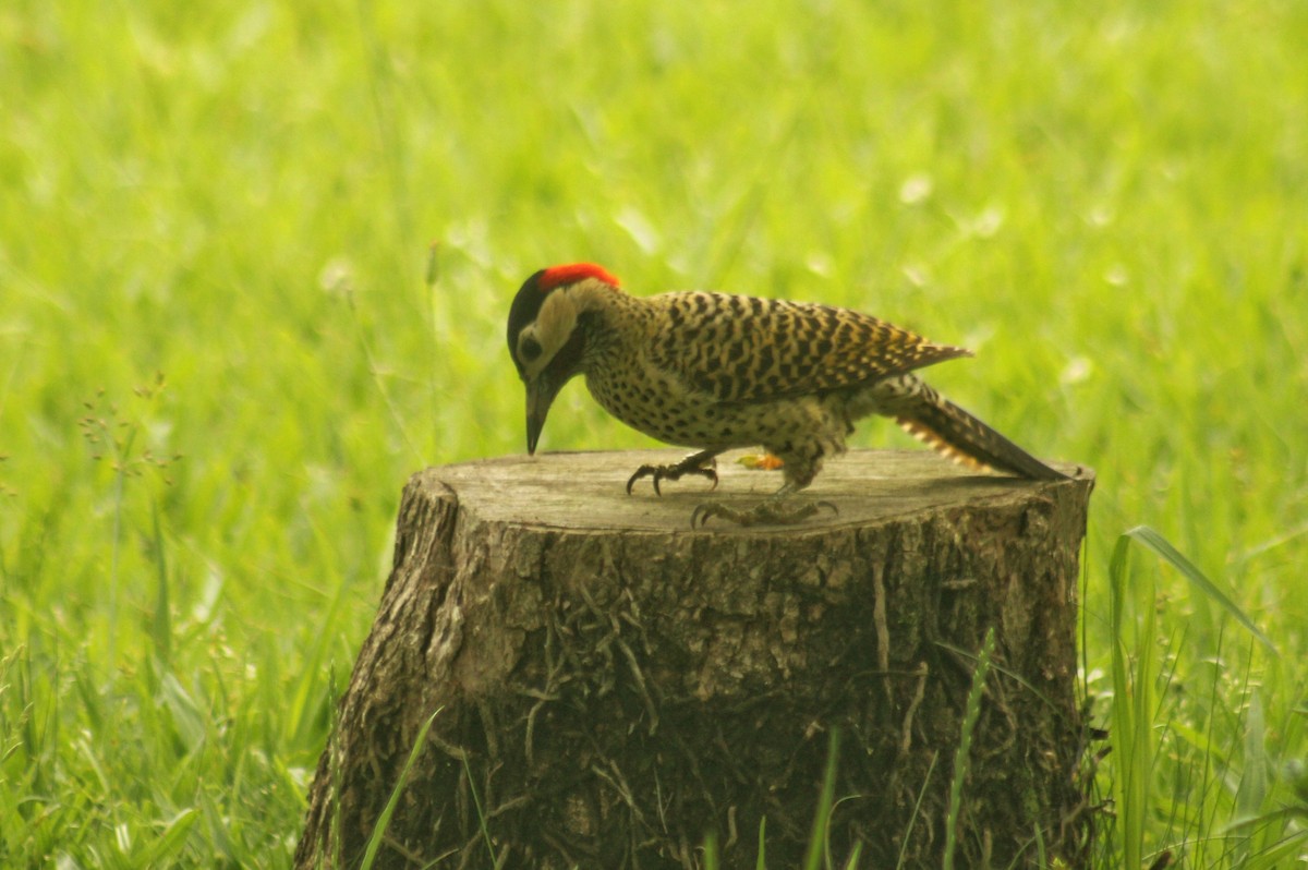 Green-barred Woodpecker (Green-barred) - ML611237914