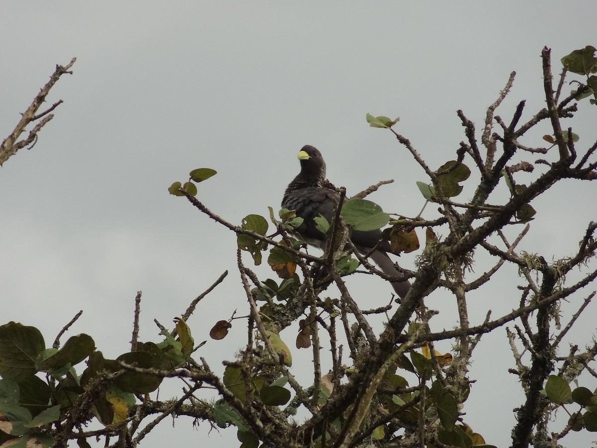 Turaco Gris Oriental - ML611238131