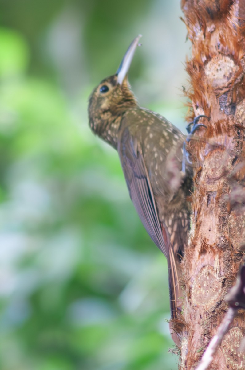 Spotted Woodcreeper - ML611238811
