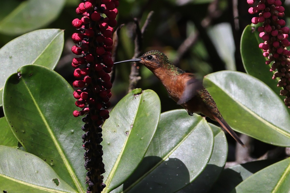 Rufous-breasted Sabrewing - ML611239174