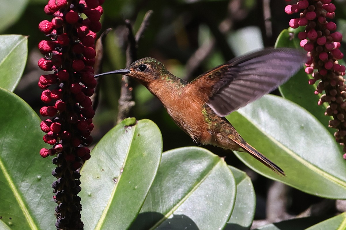 Rufous-breasted Sabrewing - ML611239176