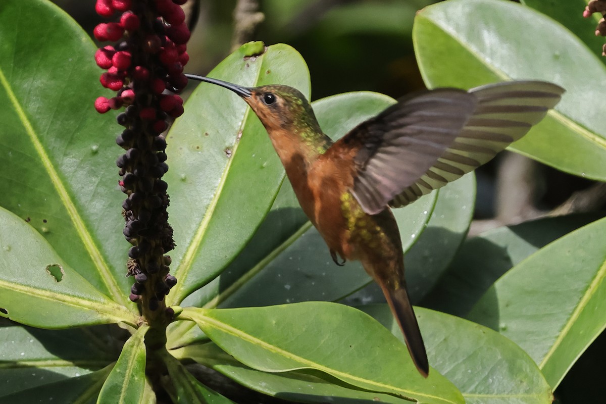 Rufous-breasted Sabrewing - ML611239177