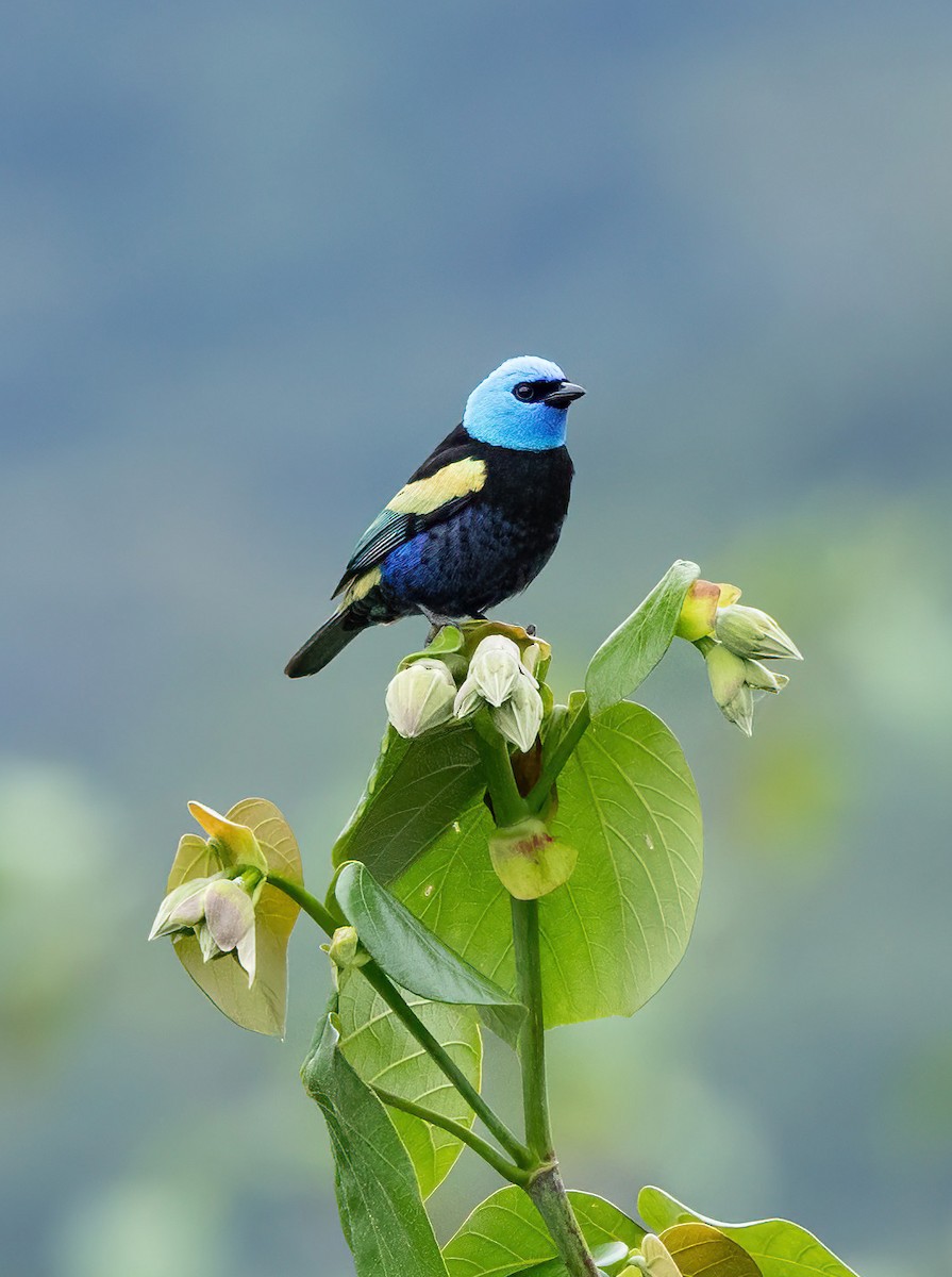 Blue-necked Tanager - ML611239338