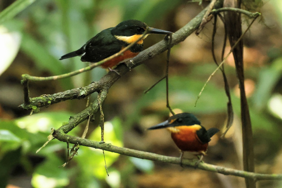 American Pygmy Kingfisher - Paulo Valadao