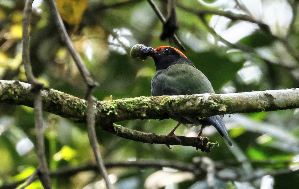 Swallow-tailed Manakin - Paulo Valadao
