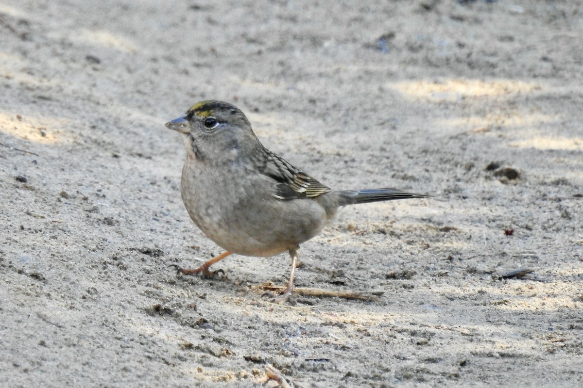 Golden-crowned Sparrow - ML611239412
