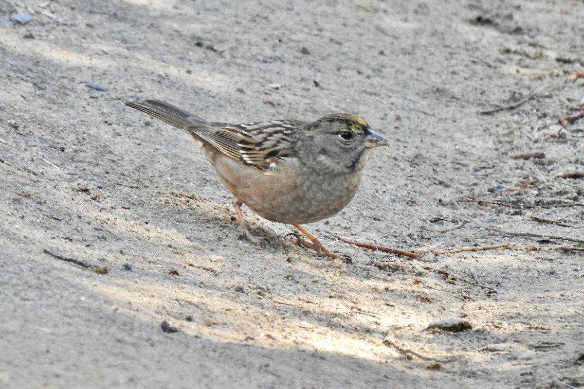 Golden-crowned Sparrow - ML611239413