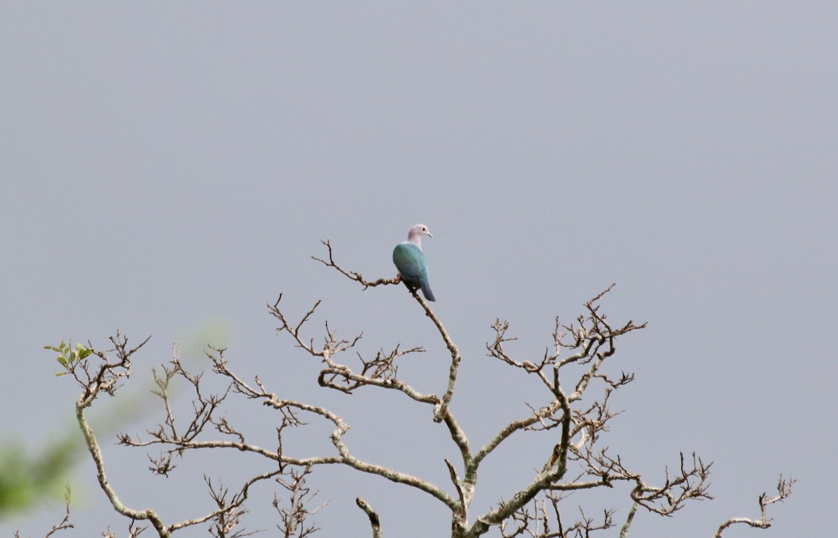 Green Imperial-Pigeon - ML611239616