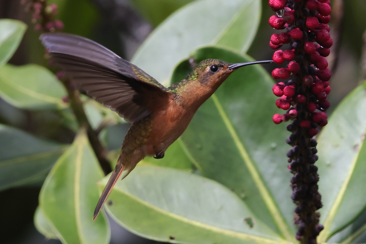 Rufous-breasted Sabrewing - ML611239730