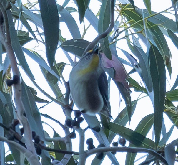 Striated Pardalote (Yellow-tipped) - ML611239762
