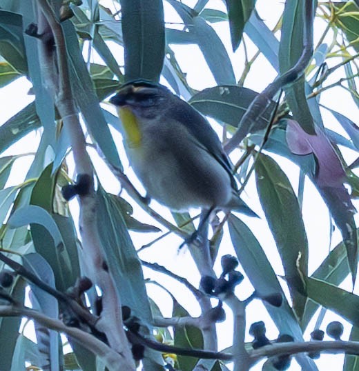 Striated Pardalote (Yellow-tipped) - ML611239763