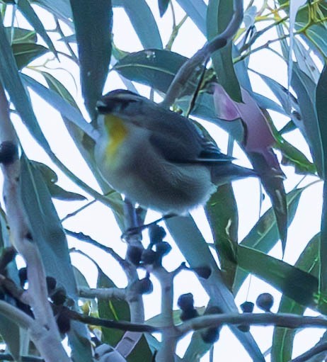 Striated Pardalote (Yellow-tipped) - ML611239765