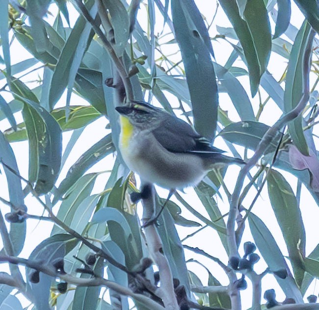 Striated Pardalote (Yellow-tipped) - ML611239766