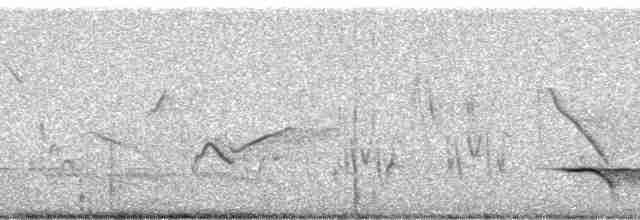 White-tailed Shrike - ML61124