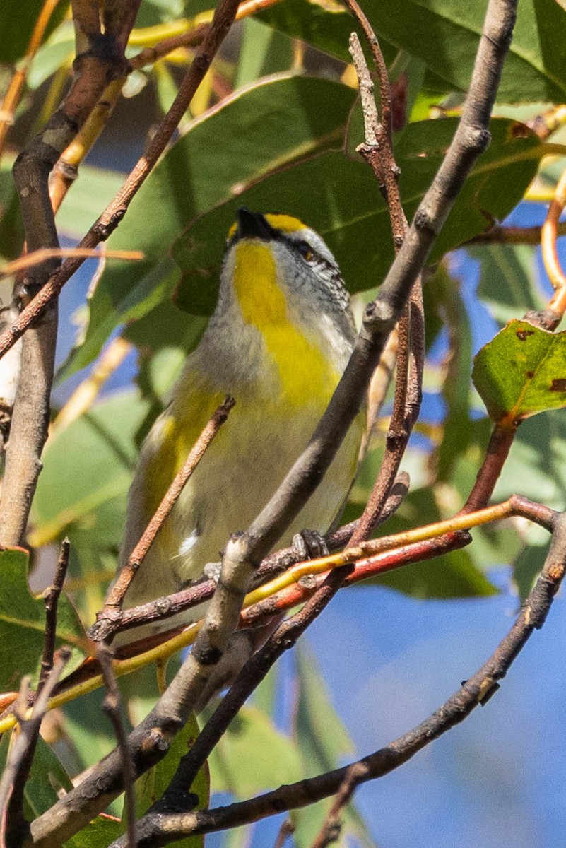 Striated Pardalote (Yellow-tipped) - ML611240220