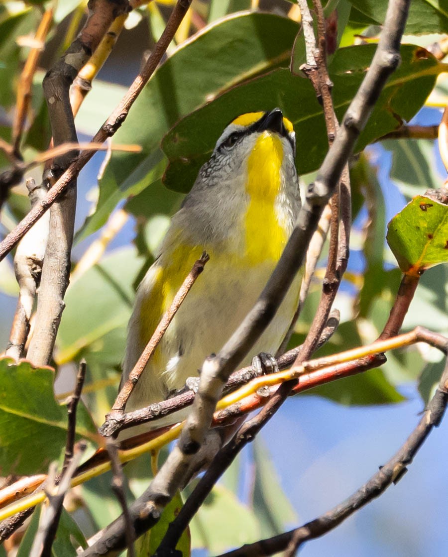 Striated Pardalote (Yellow-tipped) - ML611240221