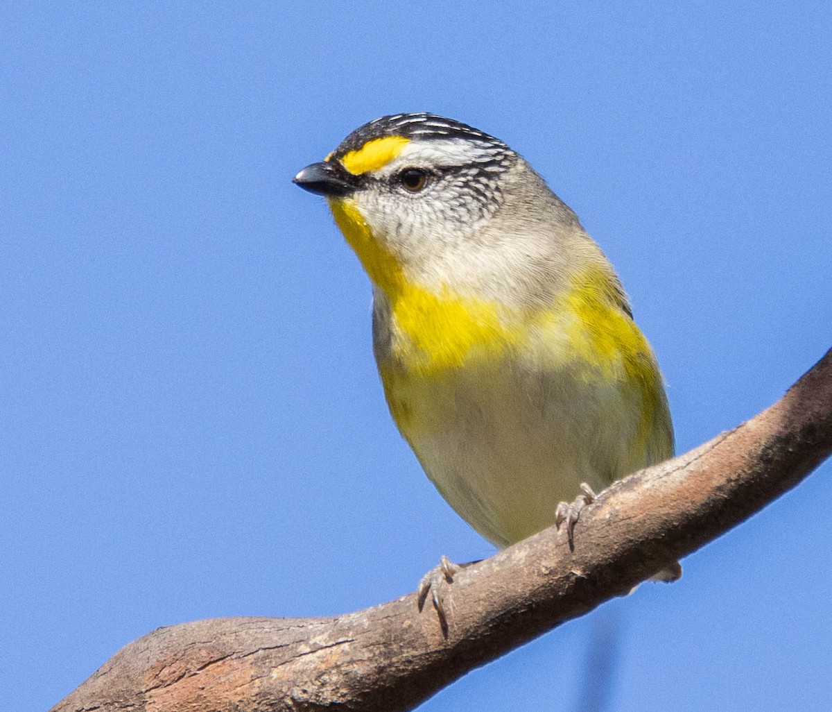 Striated Pardalote (Yellow-tipped) - ML611240263