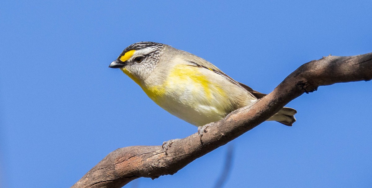 Striated Pardalote (Yellow-tipped) - ML611240265