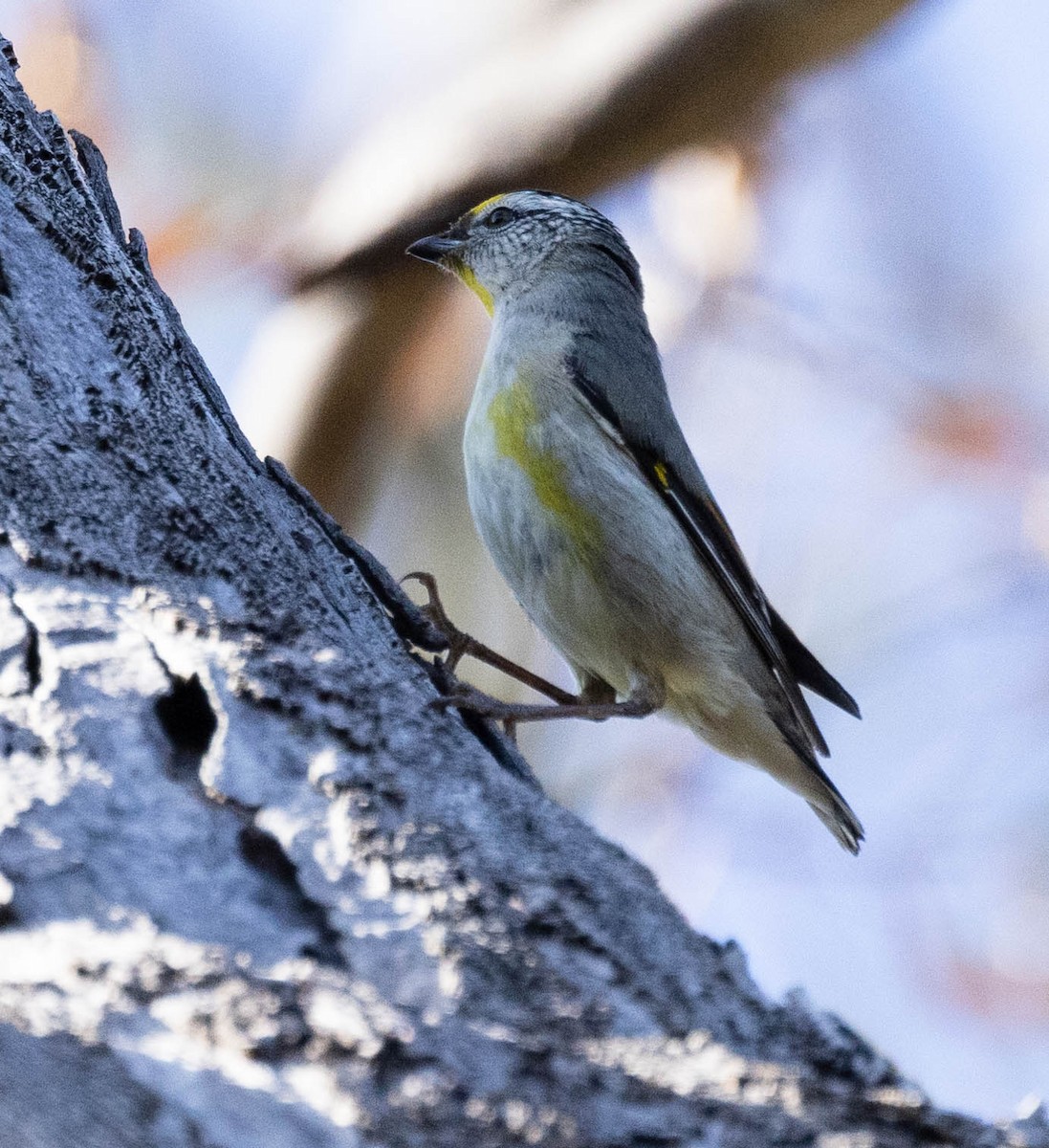 Striated Pardalote (Yellow-tipped) - ML611240500