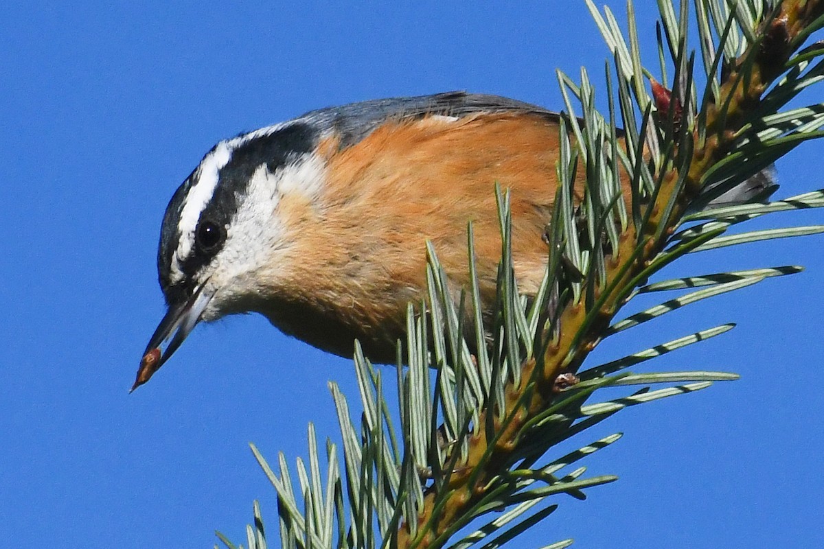 Red-breasted Nuthatch - ML611240567