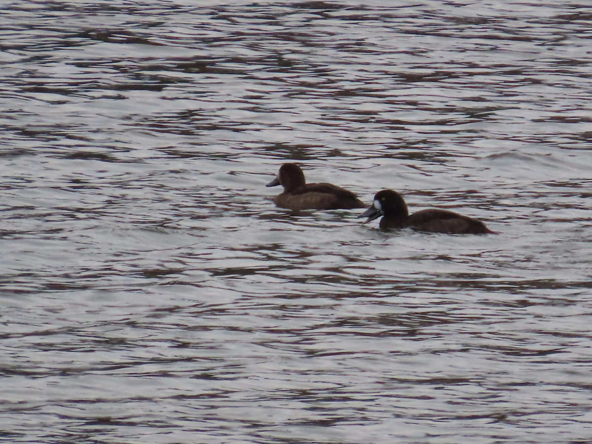 Greater Scaup - ML611240763