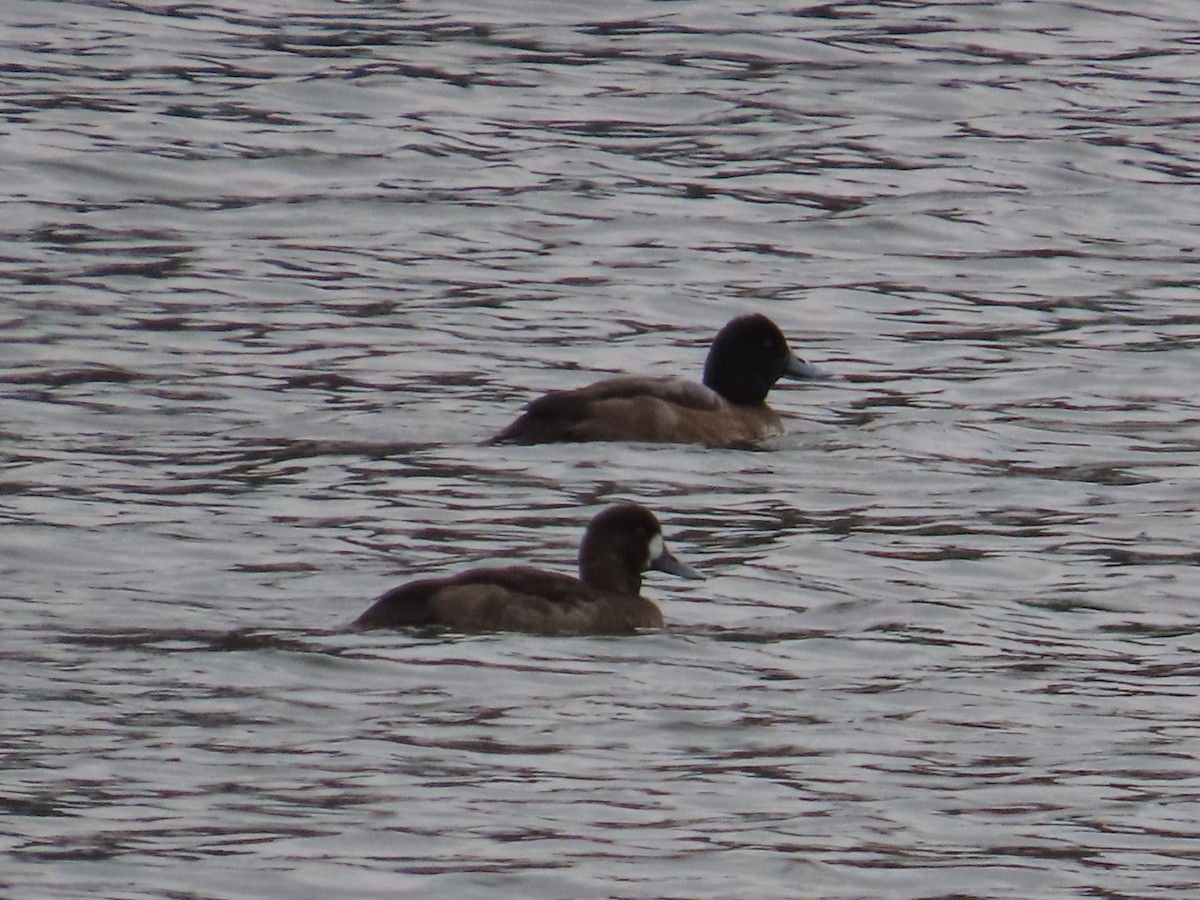 Greater Scaup - ML611240764