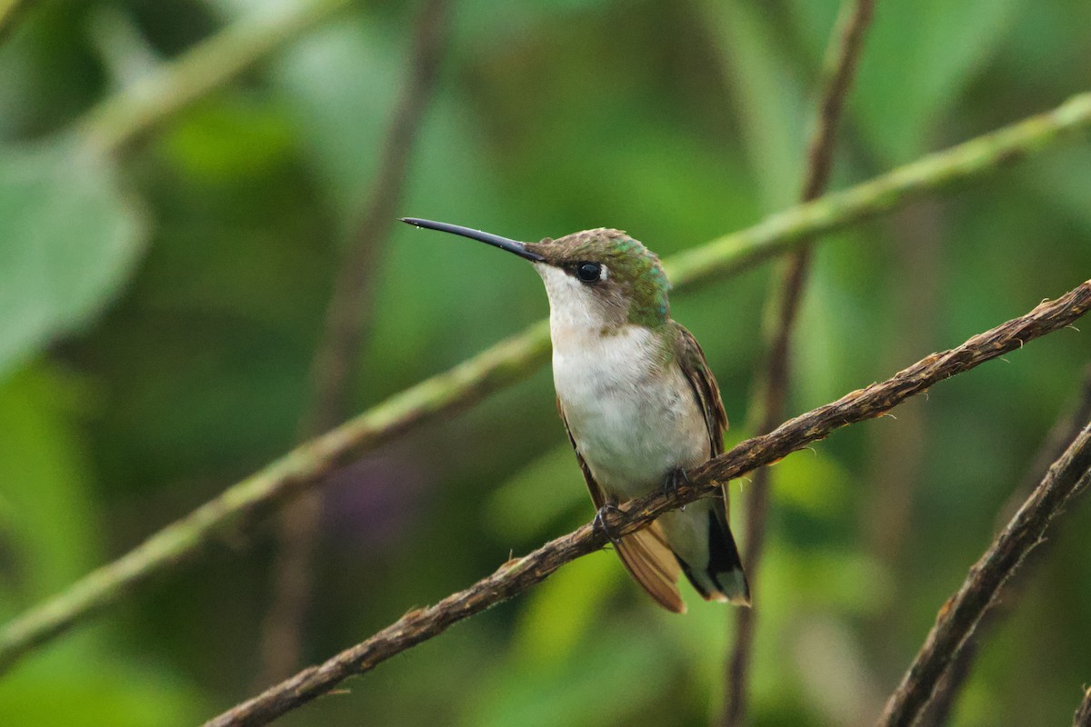Ruby-throated Hummingbird - John van Dort