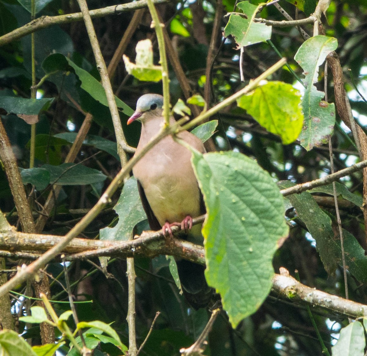 Blue-spotted Wood-Dove - ML611240983