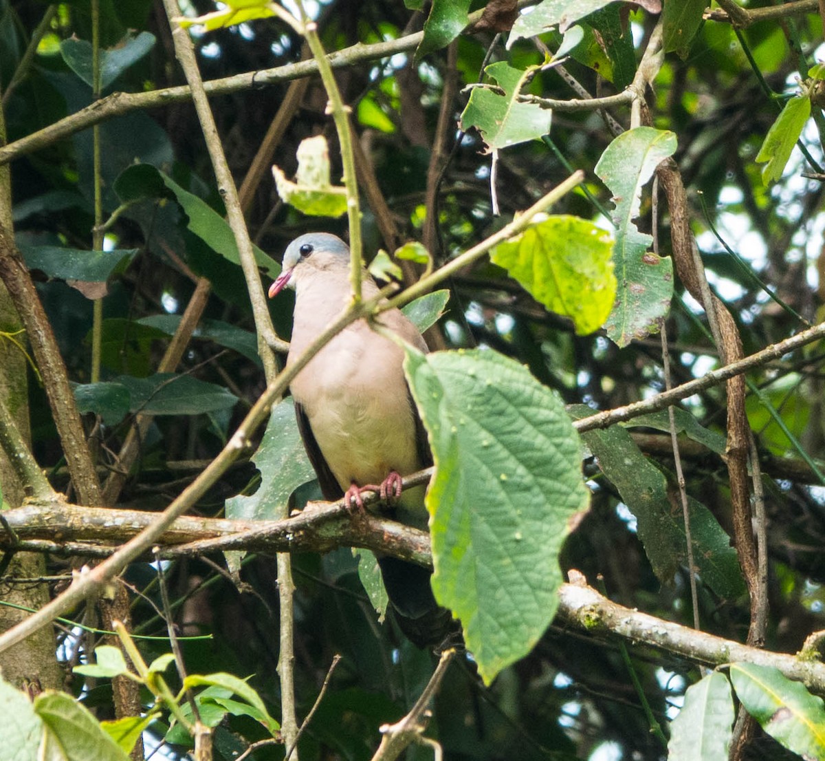 Blue-spotted Wood-Dove - ML611240984