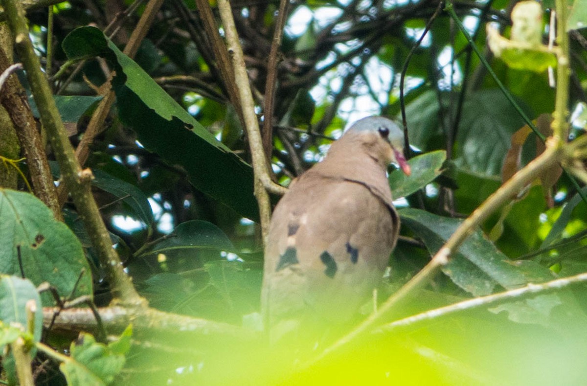 Blue-spotted Wood-Dove - ML611240985
