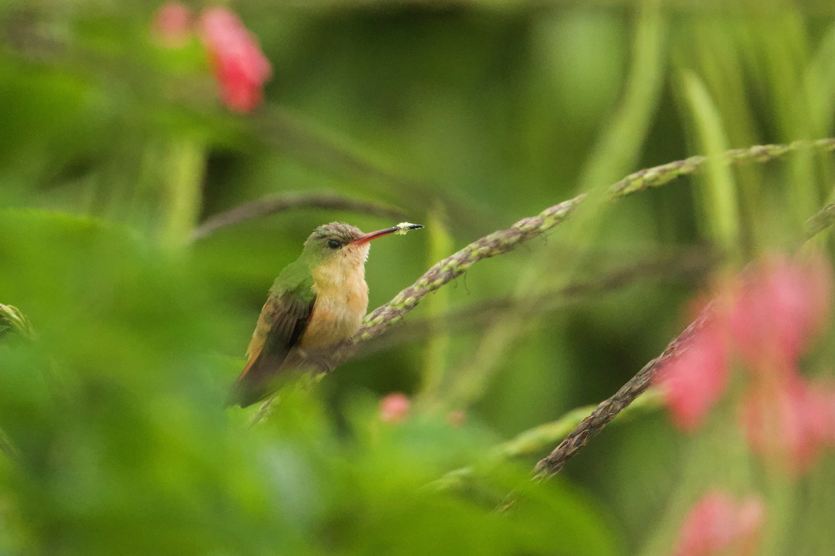 Cinnamon Hummingbird - John van Dort