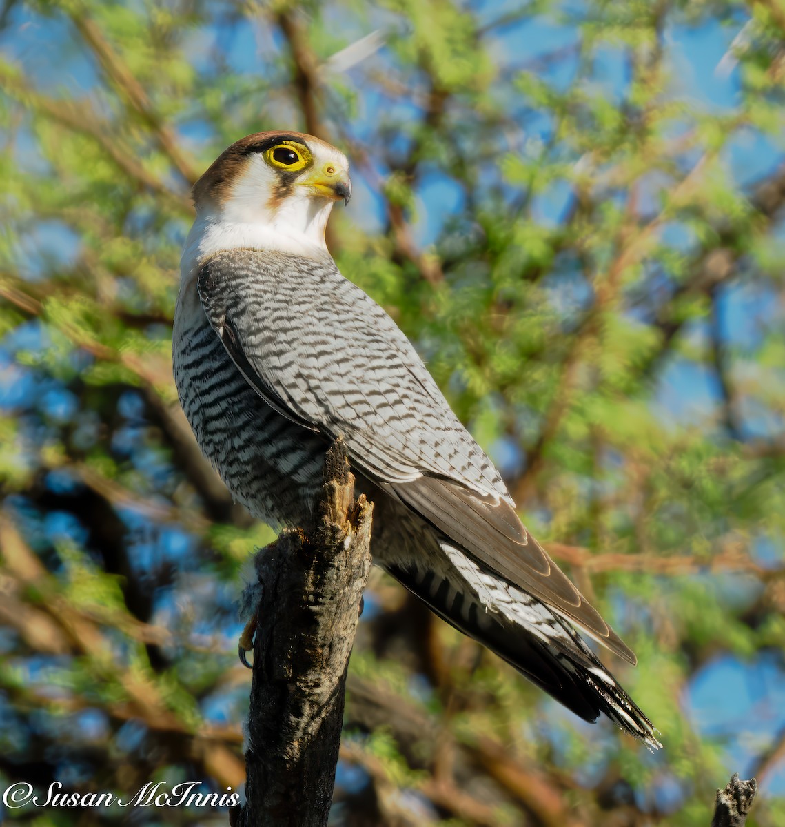 Red-necked Falcon (African) - ML611241354