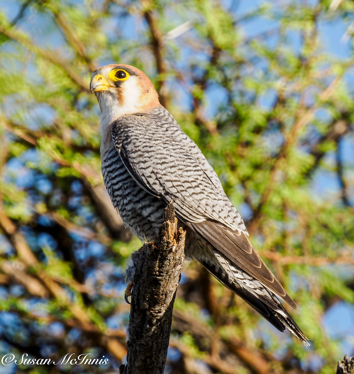 Red-necked Falcon (African) - ML611241370