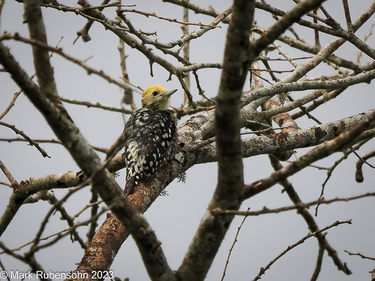 Yellow-crowned Woodpecker - Mark Rubensohn
