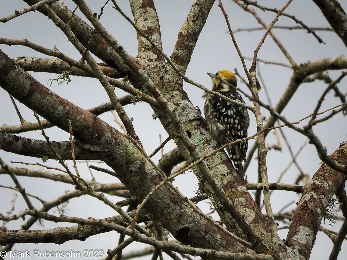 Yellow-crowned Woodpecker - ML611241383