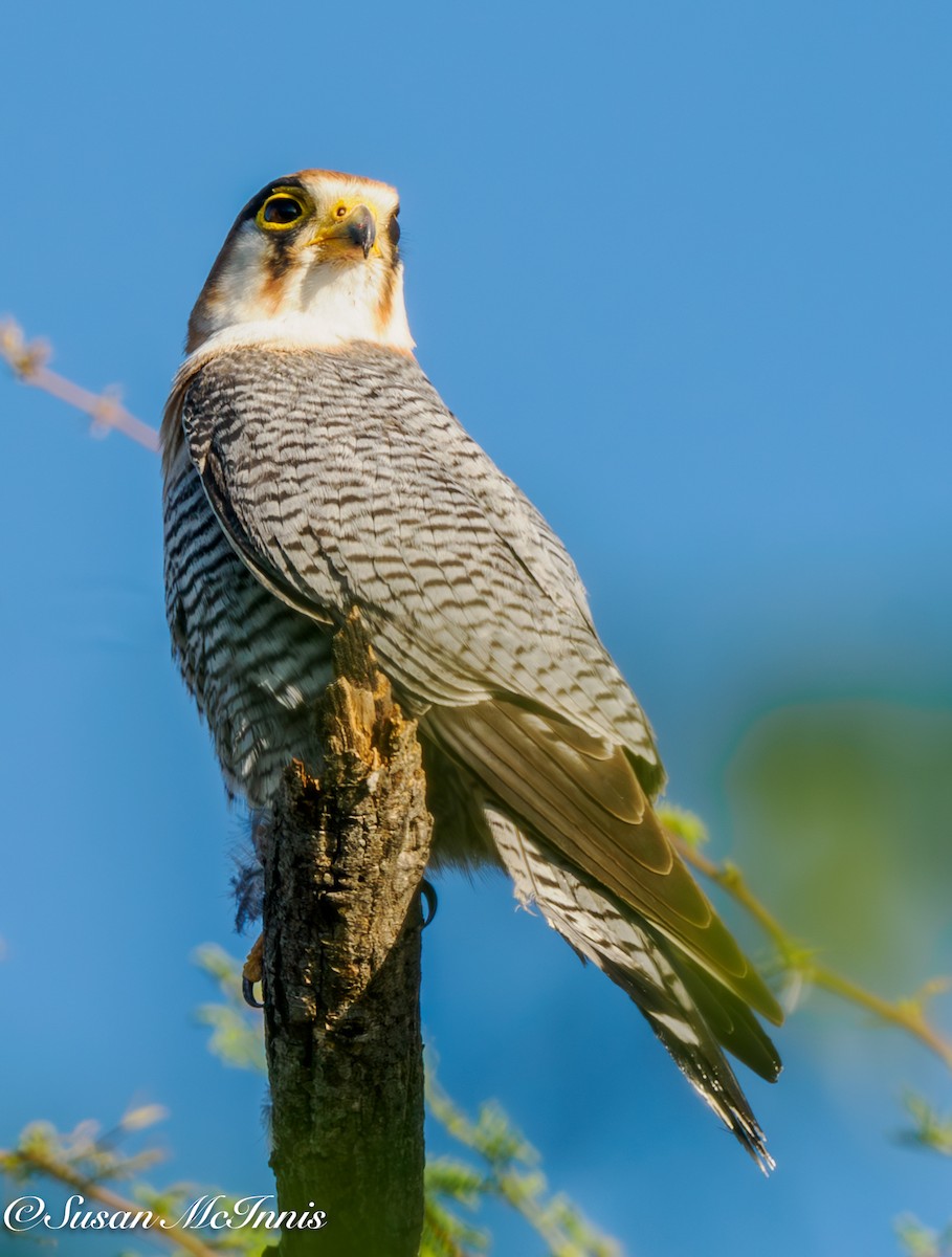 Red-necked Falcon (African) - ML611241399