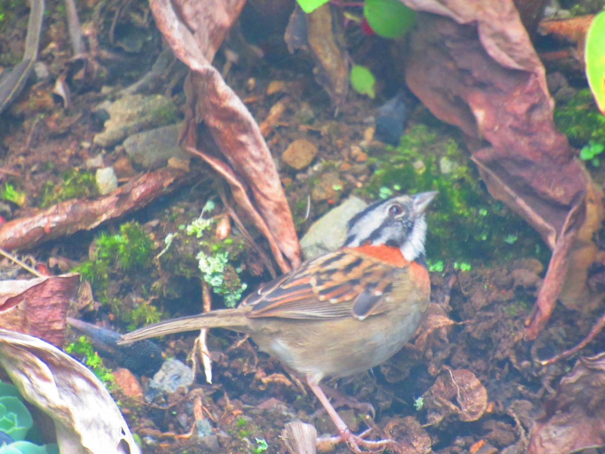 Rufous-collared Sparrow - ML611241836