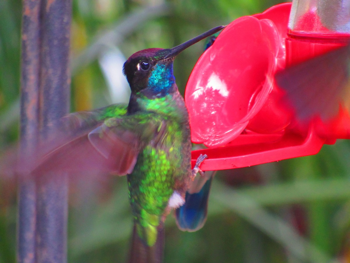 Talamanca Hummingbird - ML611241907
