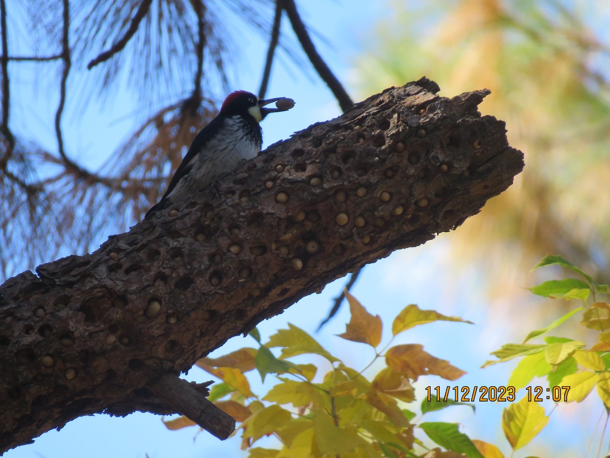 Acorn Woodpecker - ML611242346